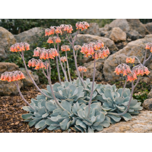 Kotyledón okrúhlolistý (Cotyledon orbiculata) ´KAROO´ - výška 20-30 cm, kont. C5L